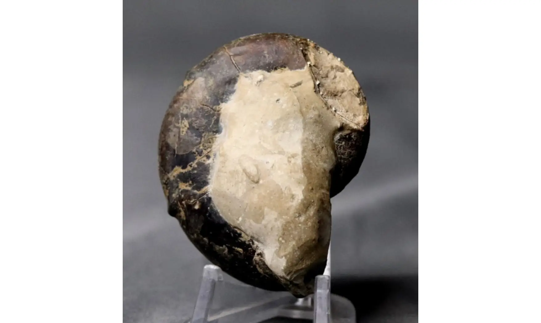 Sowerbyceras tortisulcatus