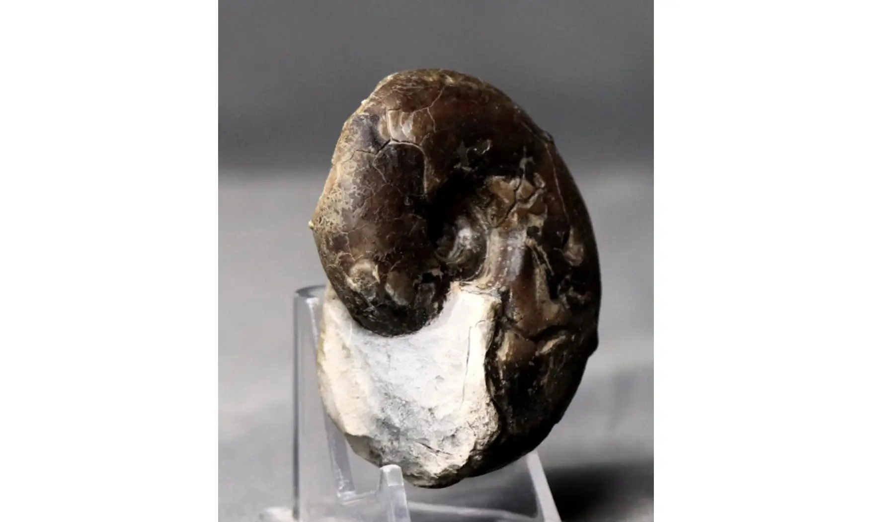 Sowerbyceras tortisulcatus