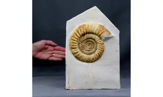 Indosphinctes joffrei