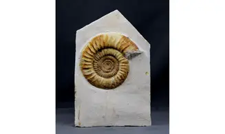 Indosphinctes joffrei