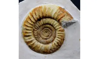 Indosphinctes joffrei
