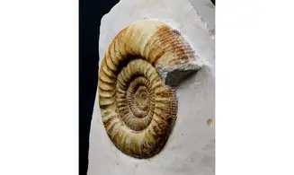 Indosphinctes joffrei