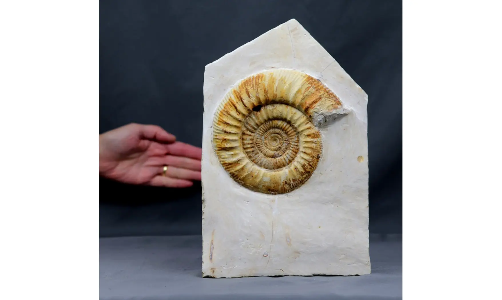 Indosphinctes joffrei