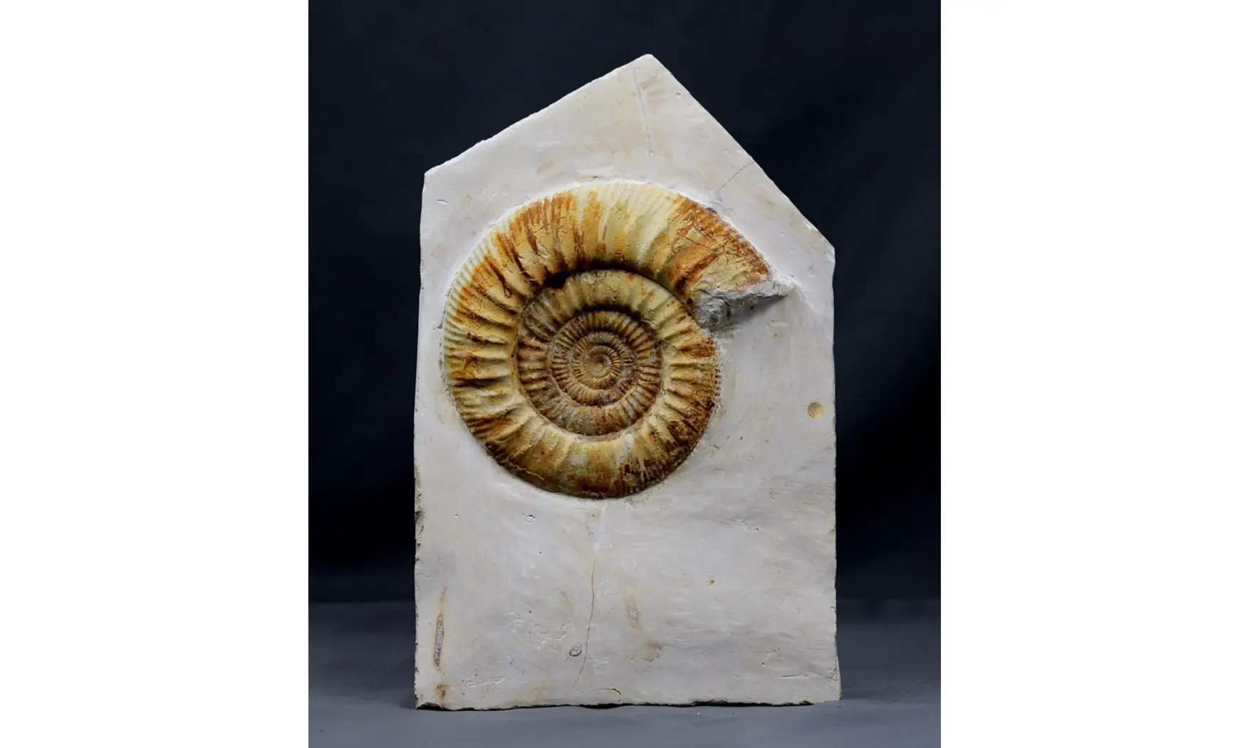 Indosphinctes joffrei