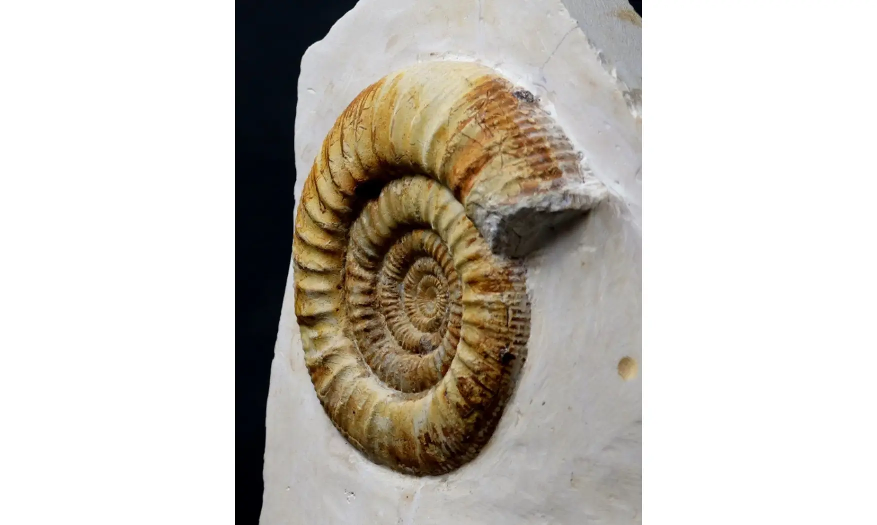 Indosphinctes joffrei