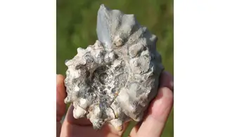 EPICHELONICERAS SUBNODOSOCOSTATUM