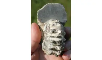 EPICHELONICERAS SUBNODOSOCOSTATUM
