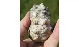 EPICHELONICERAS SUBNODOSOCOSTATUM