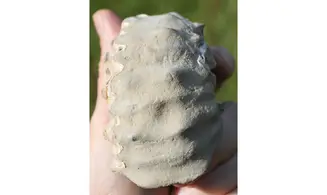 EPICHELONICERAS SUBNODOSOCOSTATUM