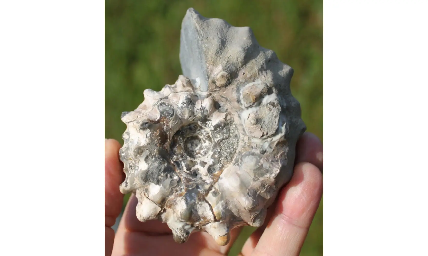 EPICHELONICERAS SUBNODOSOCOSTATUM