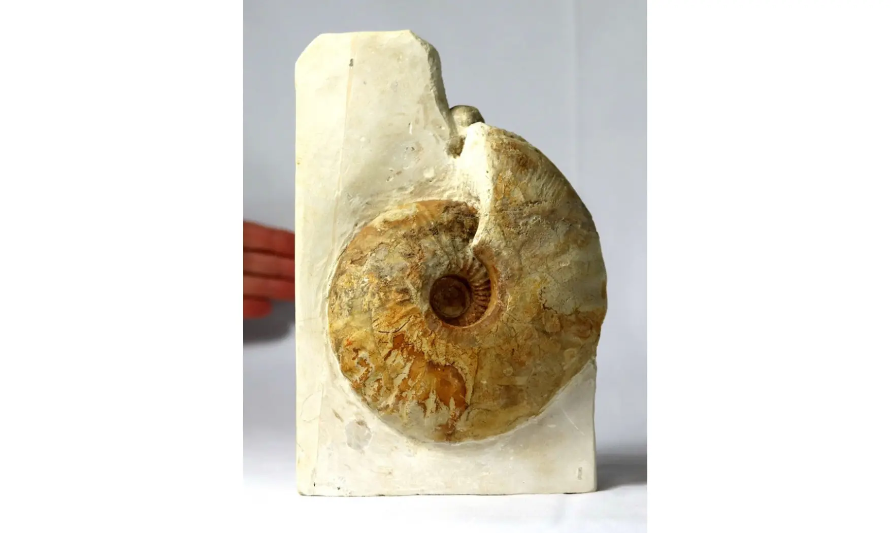 Macrocephalites lamellosus
