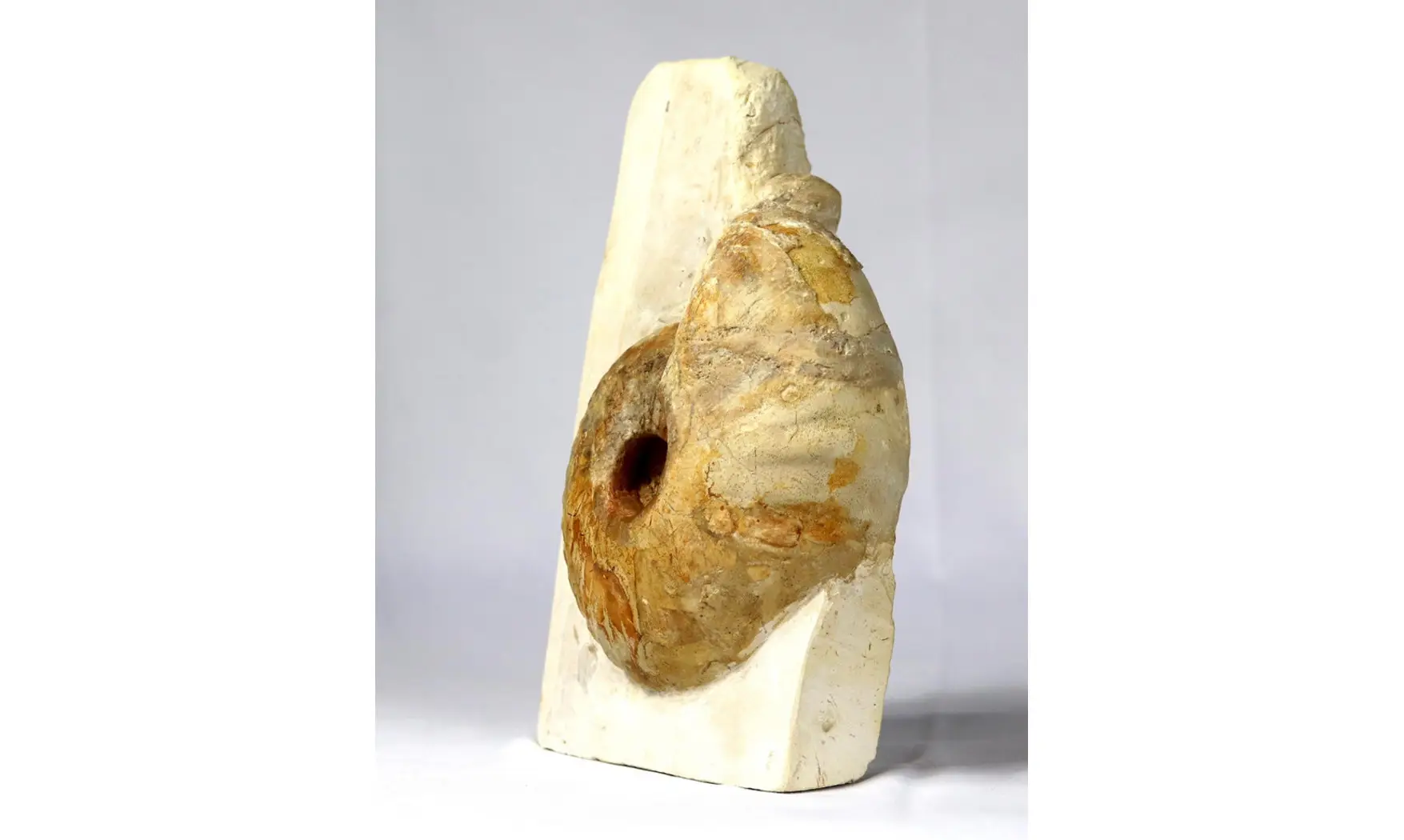 Macrocephalites lamellosus