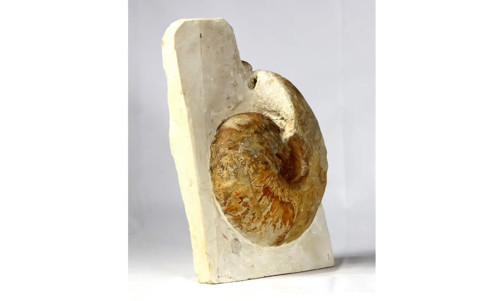 Macrocephalites lamellosus