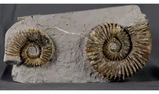 Aegocrioceras capricornu