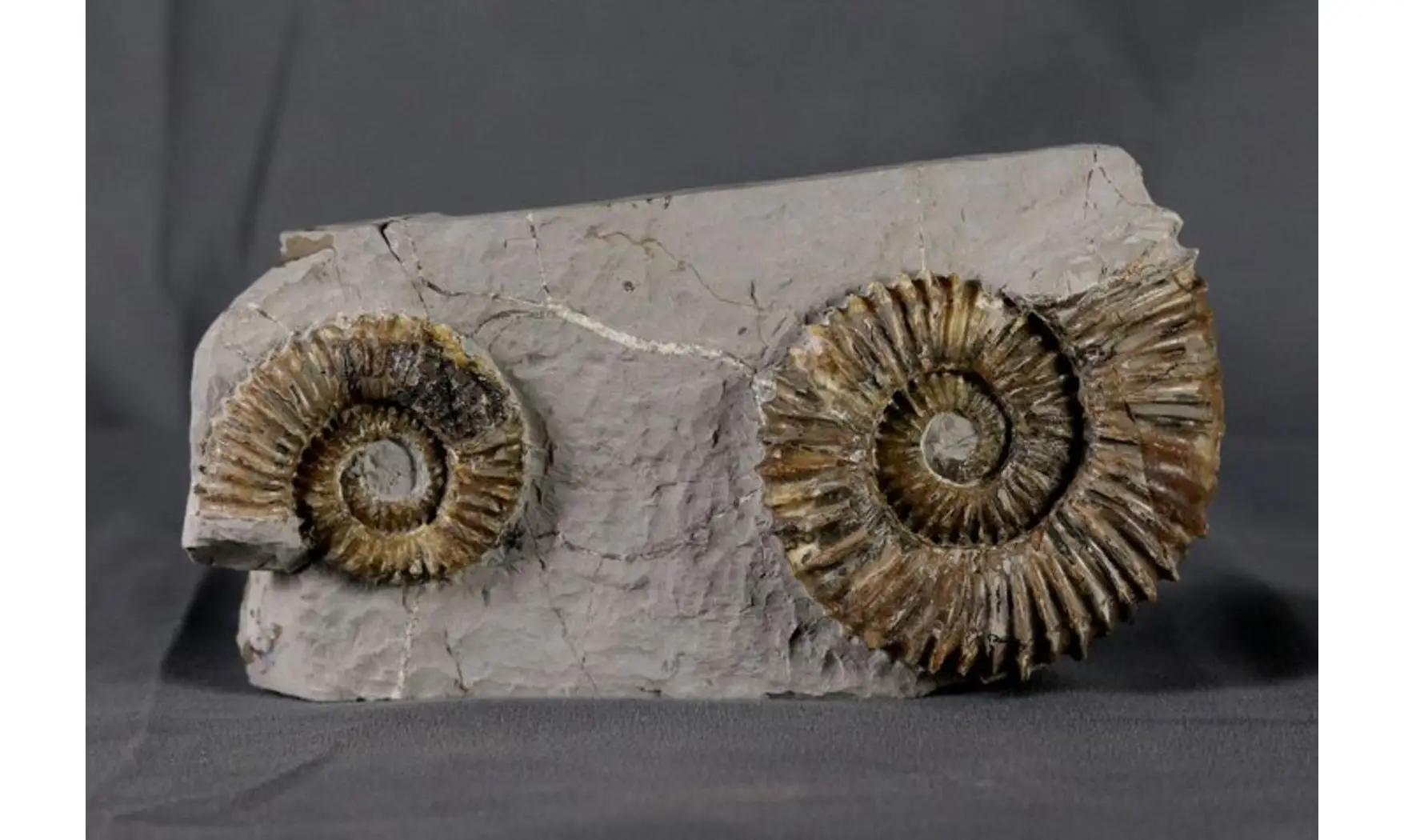 Aegocrioceras capricornu