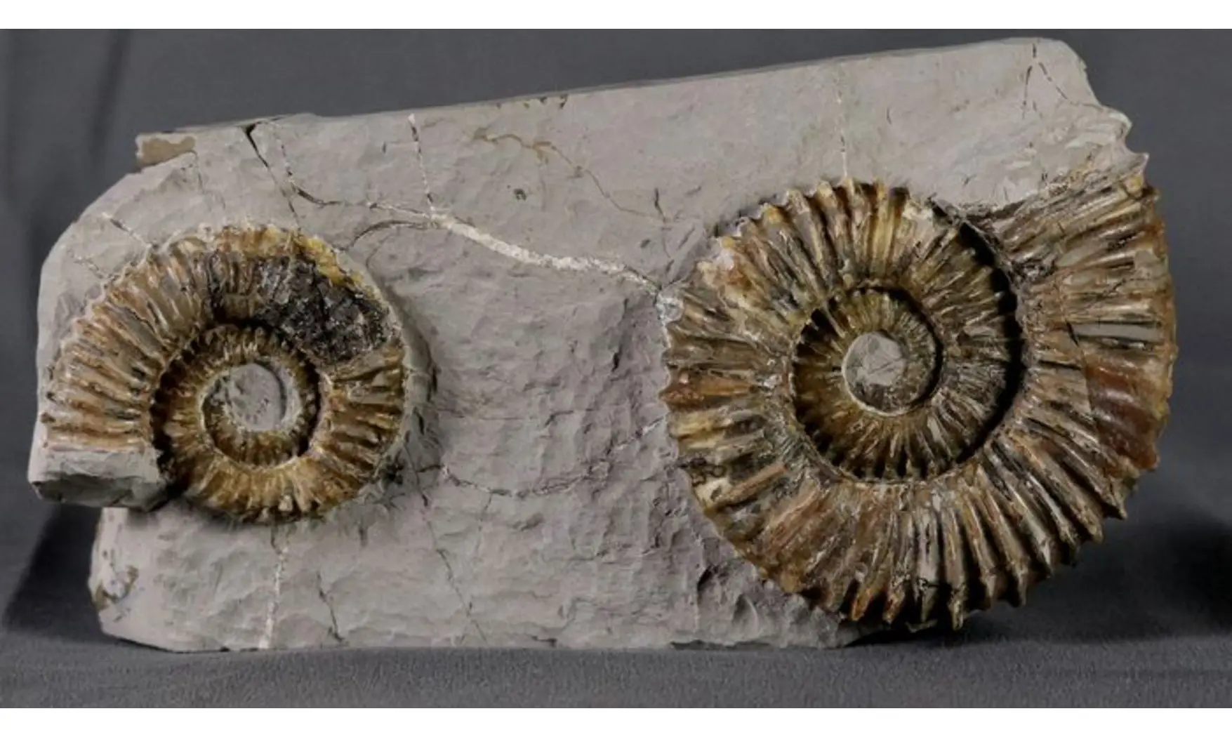Aegocrioceras capricornu
