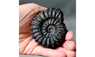 Prolyelliceras ulrichi