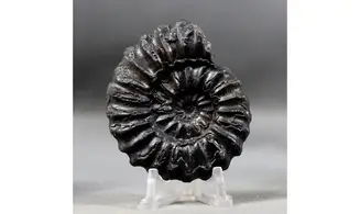 Prolyelliceras ulrichi