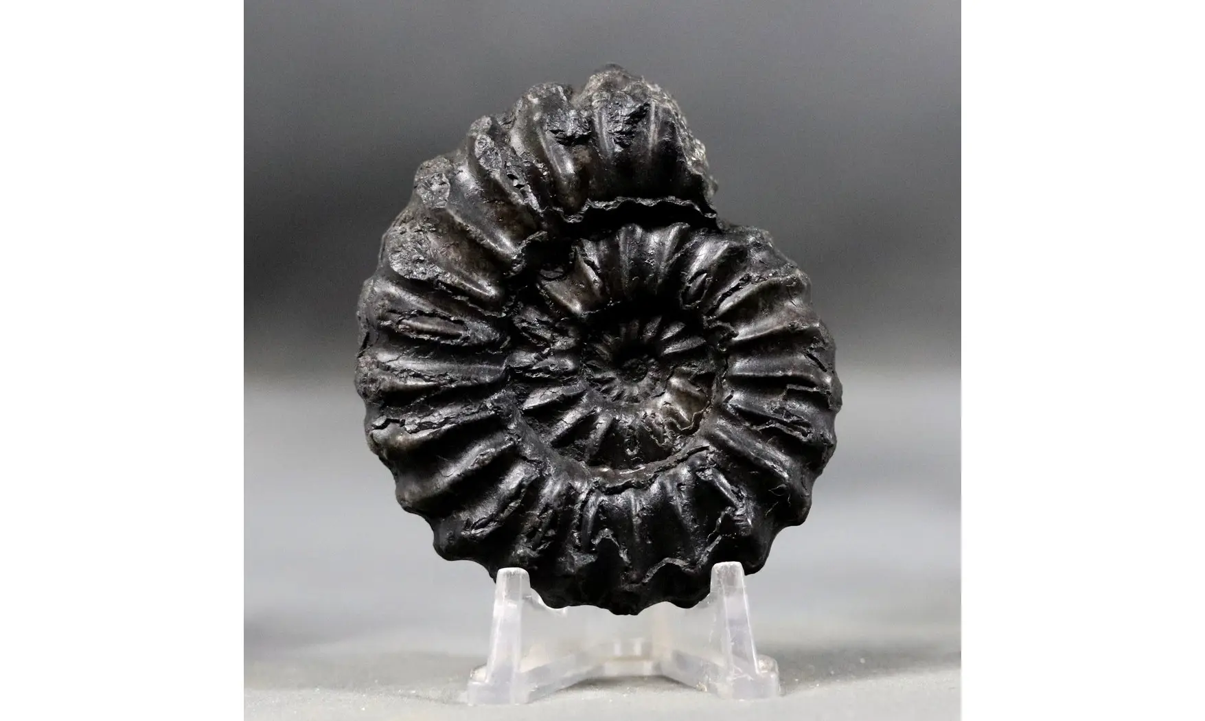 Prolyelliceras ulrichi