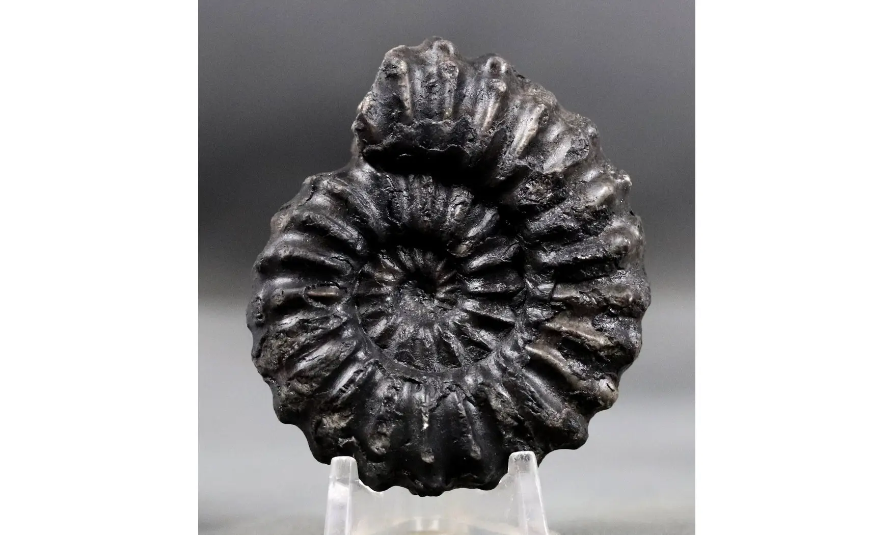 Prolyelliceras ulrichi