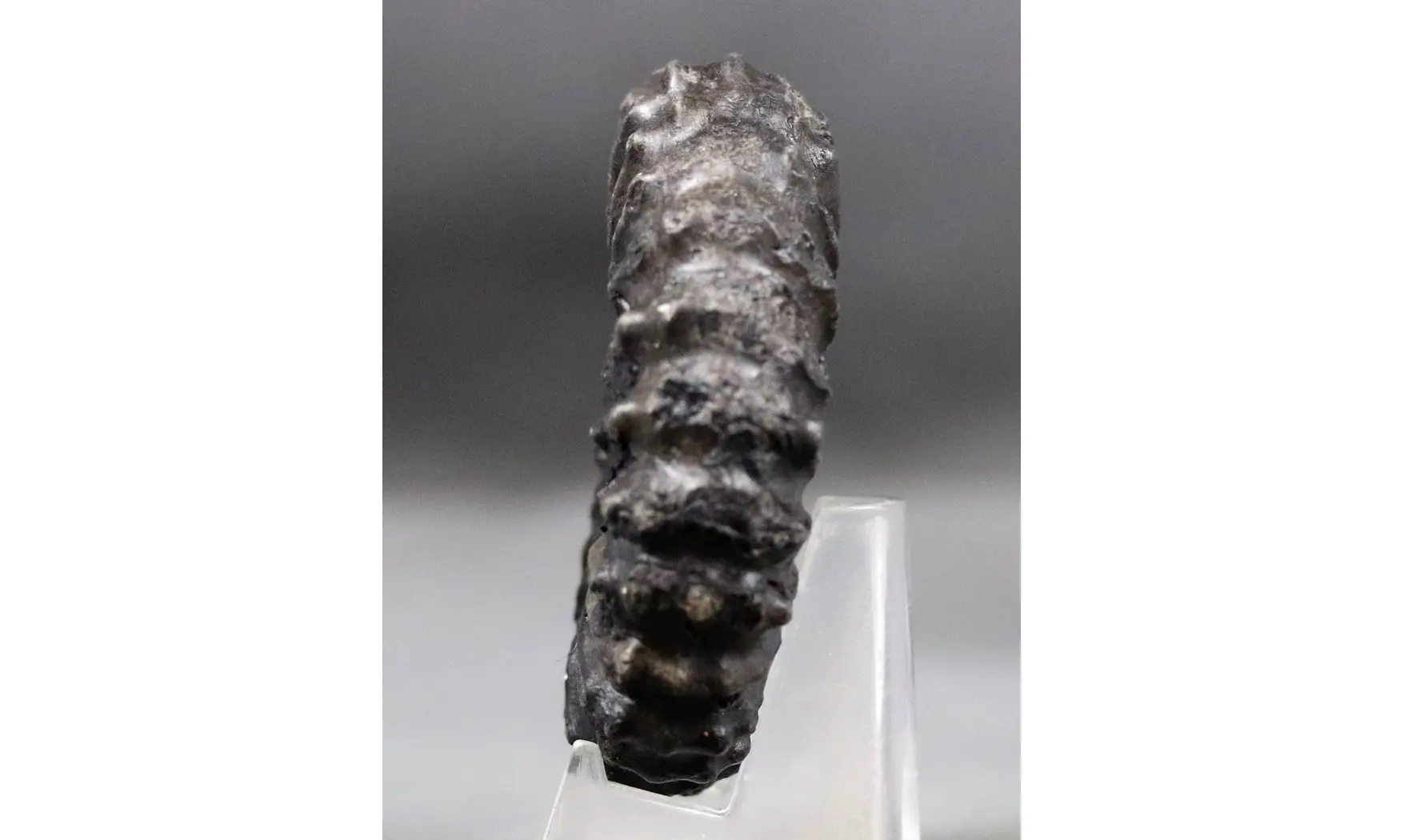 Prolyelliceras ulrichi