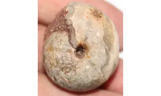 STACHEOCERAS TIMORENSE ammonite