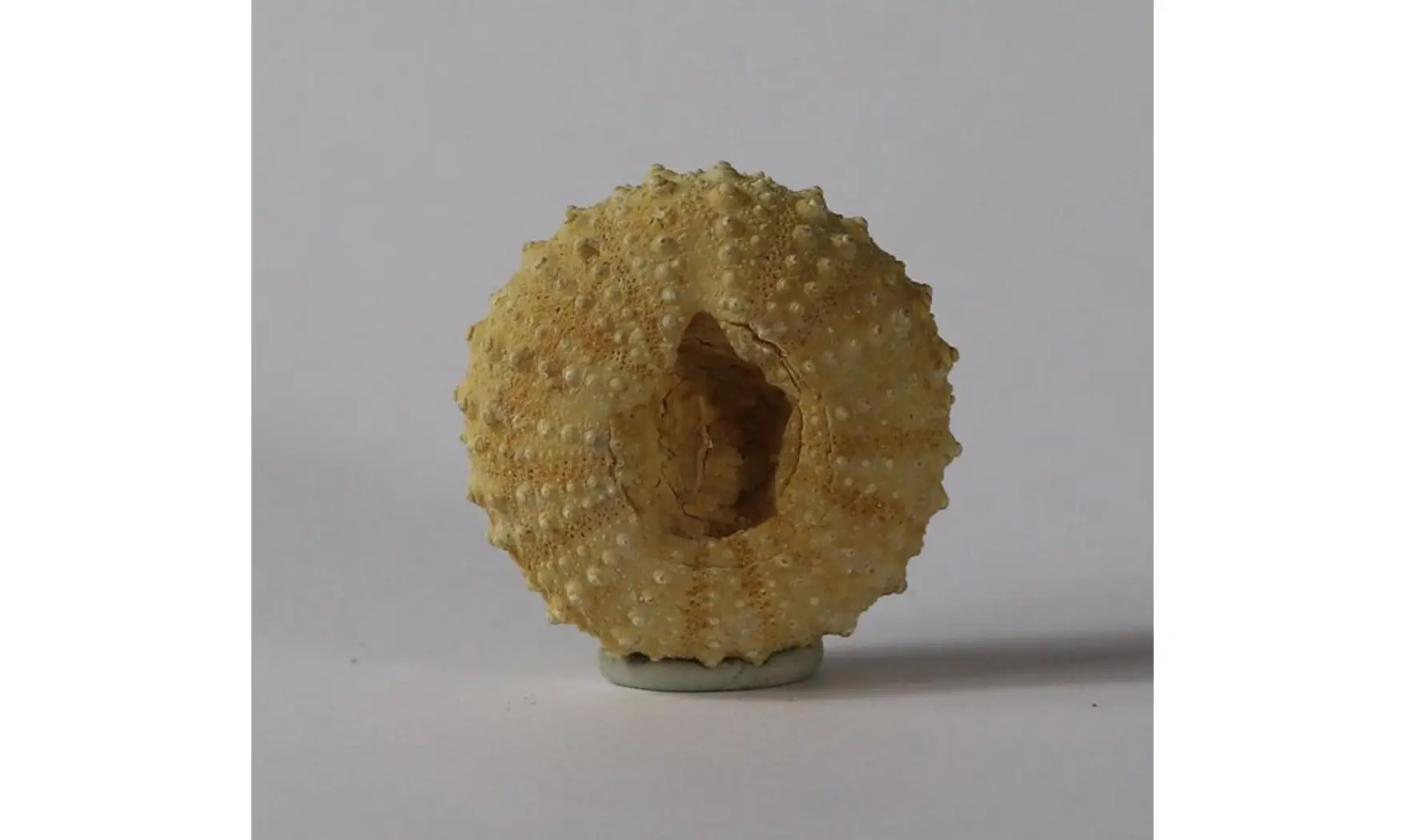 Phymosoma raguini