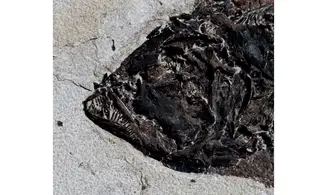 giant PHAREODUS ENCAUSTUS