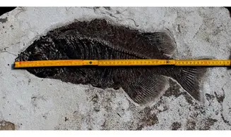 giant PHAREODUS ENCAUSTUS