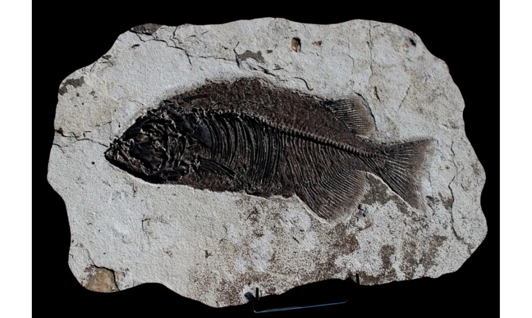 giant PHAREODUS ENCAUSTUS
