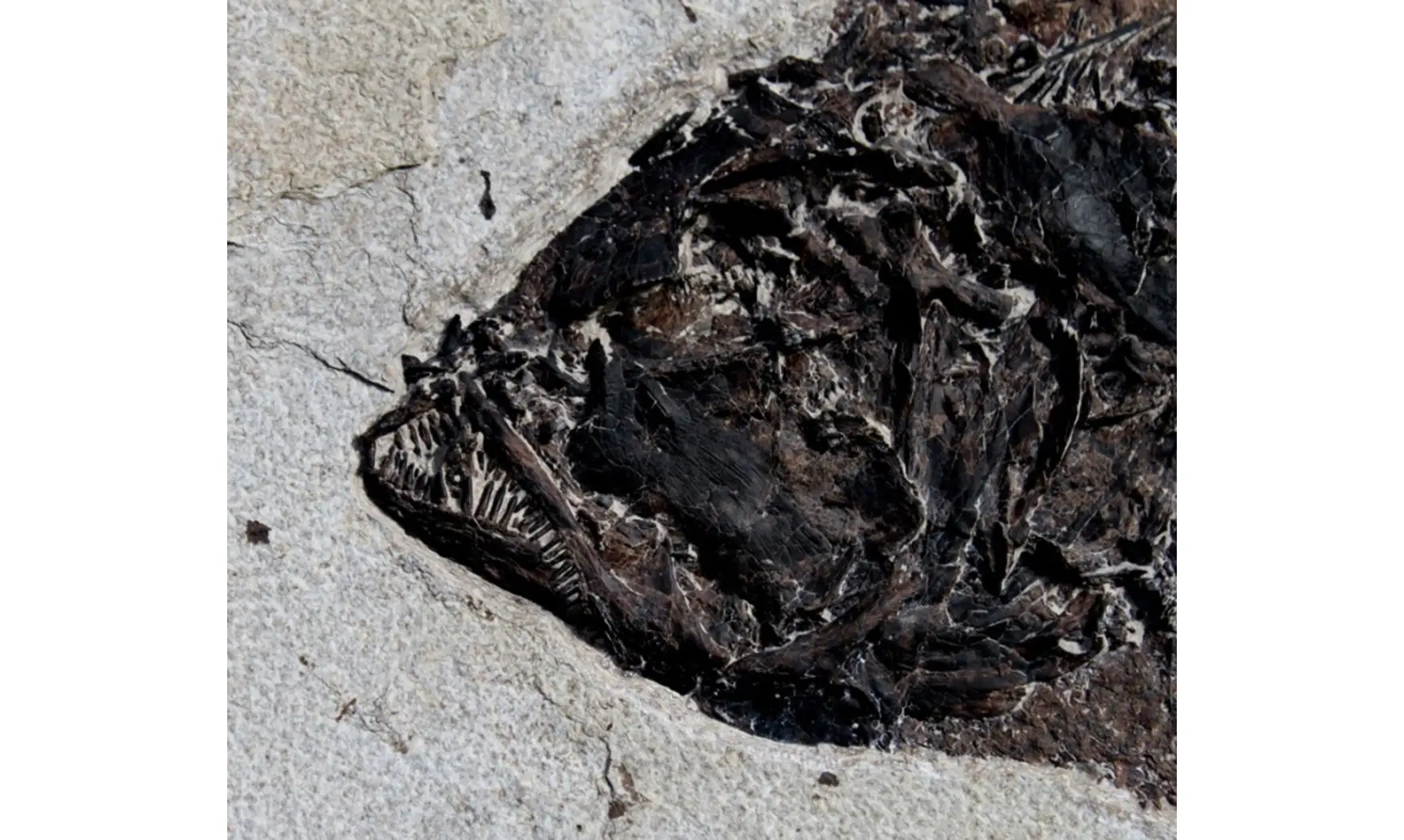giant PHAREODUS ENCAUSTUS