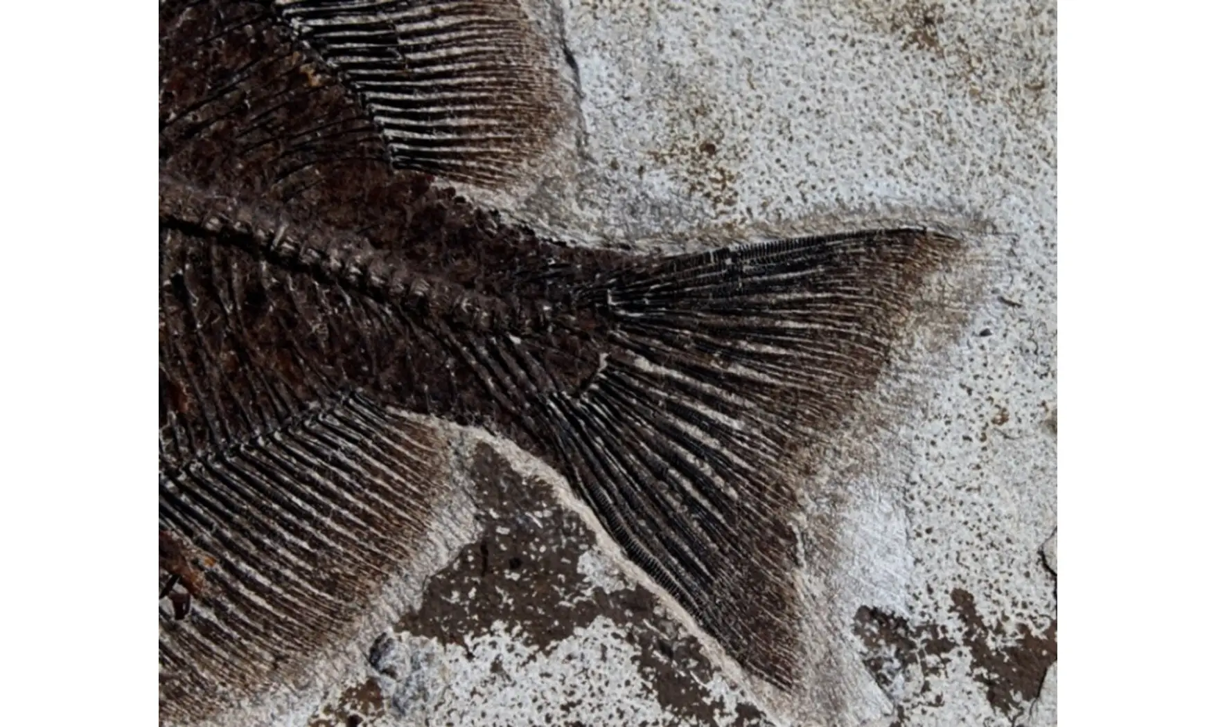 giant PHAREODUS ENCAUSTUS