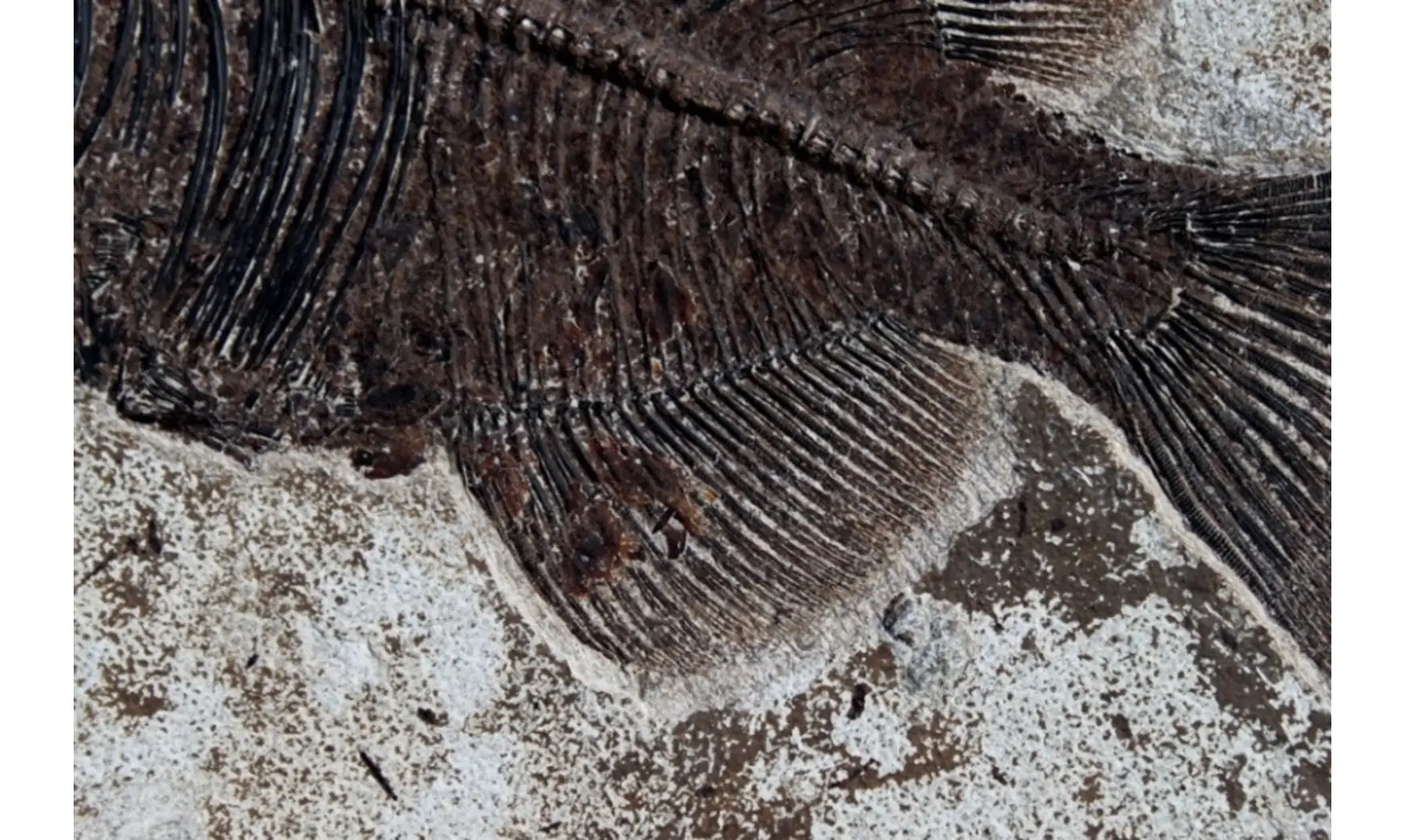 giant PHAREODUS ENCAUSTUS