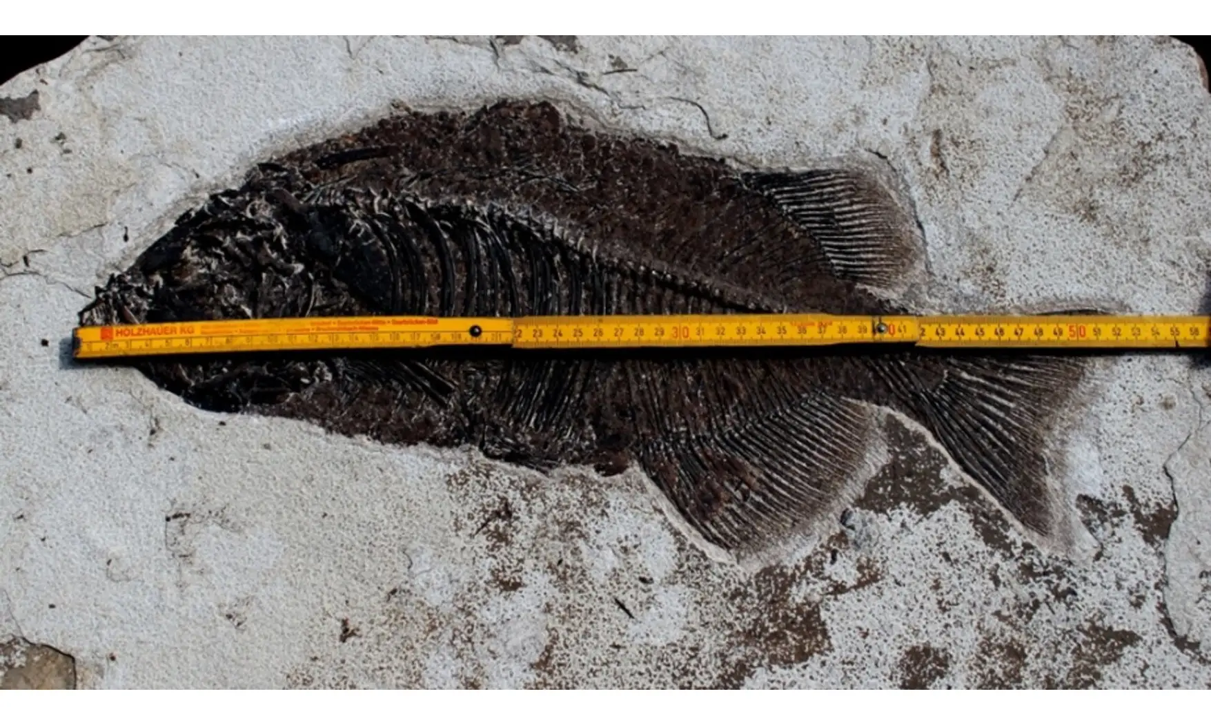 giant PHAREODUS ENCAUSTUS
