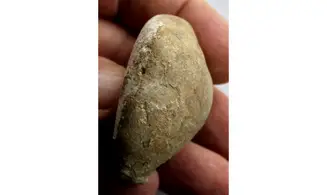 BARYCYPRAEA SUBTETRAGONNA
