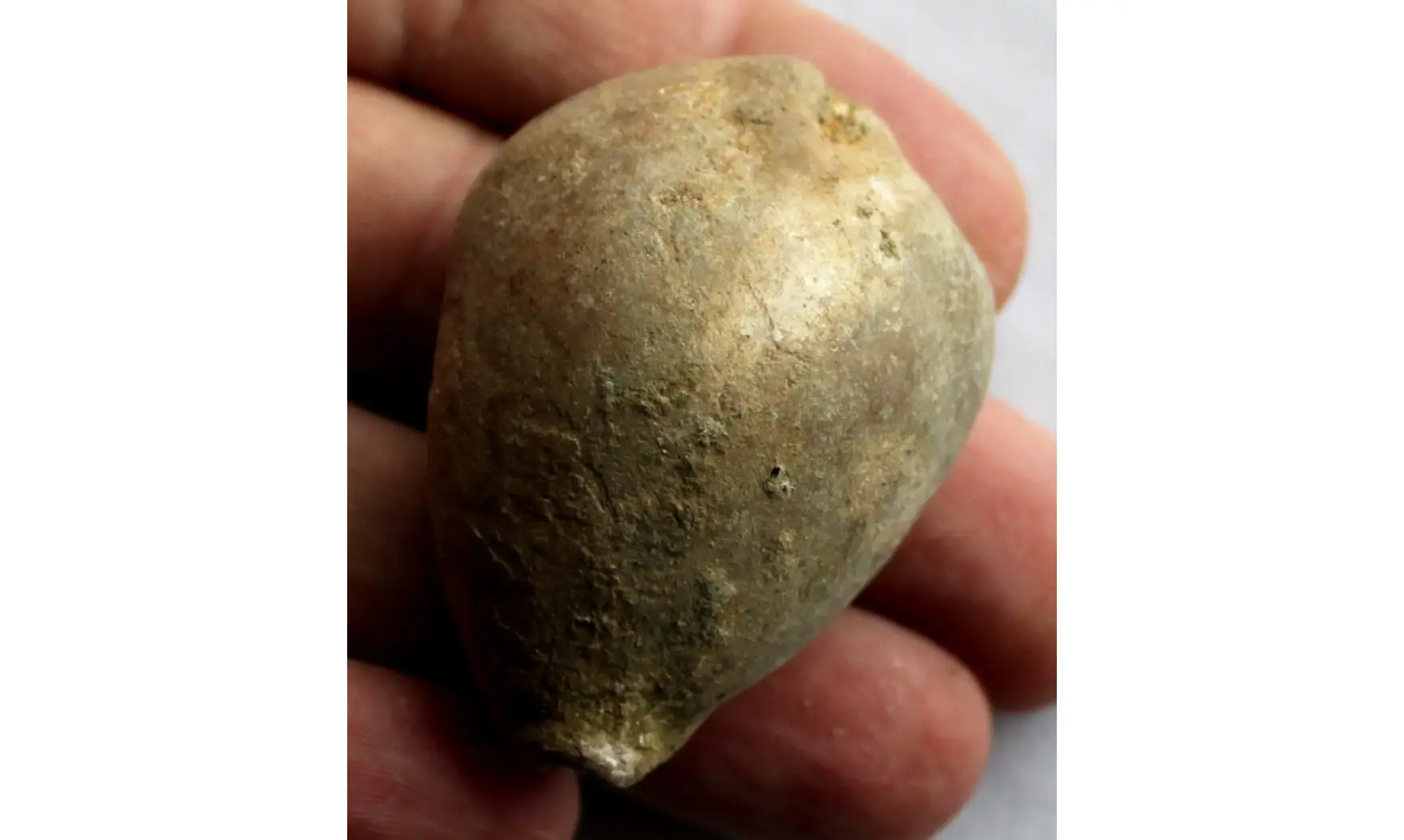 BARYCYPRAEA SUBTETRAGONNA
