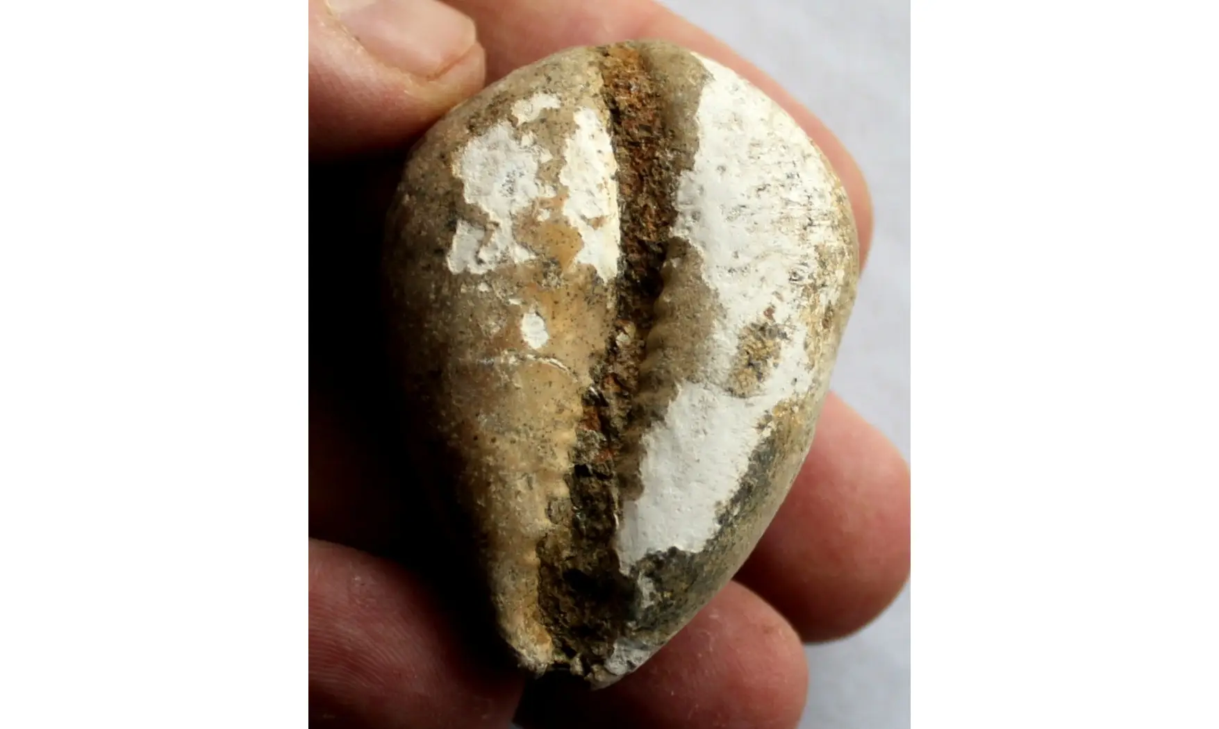 BARYCYPRAEA SUBTETRAGONNA