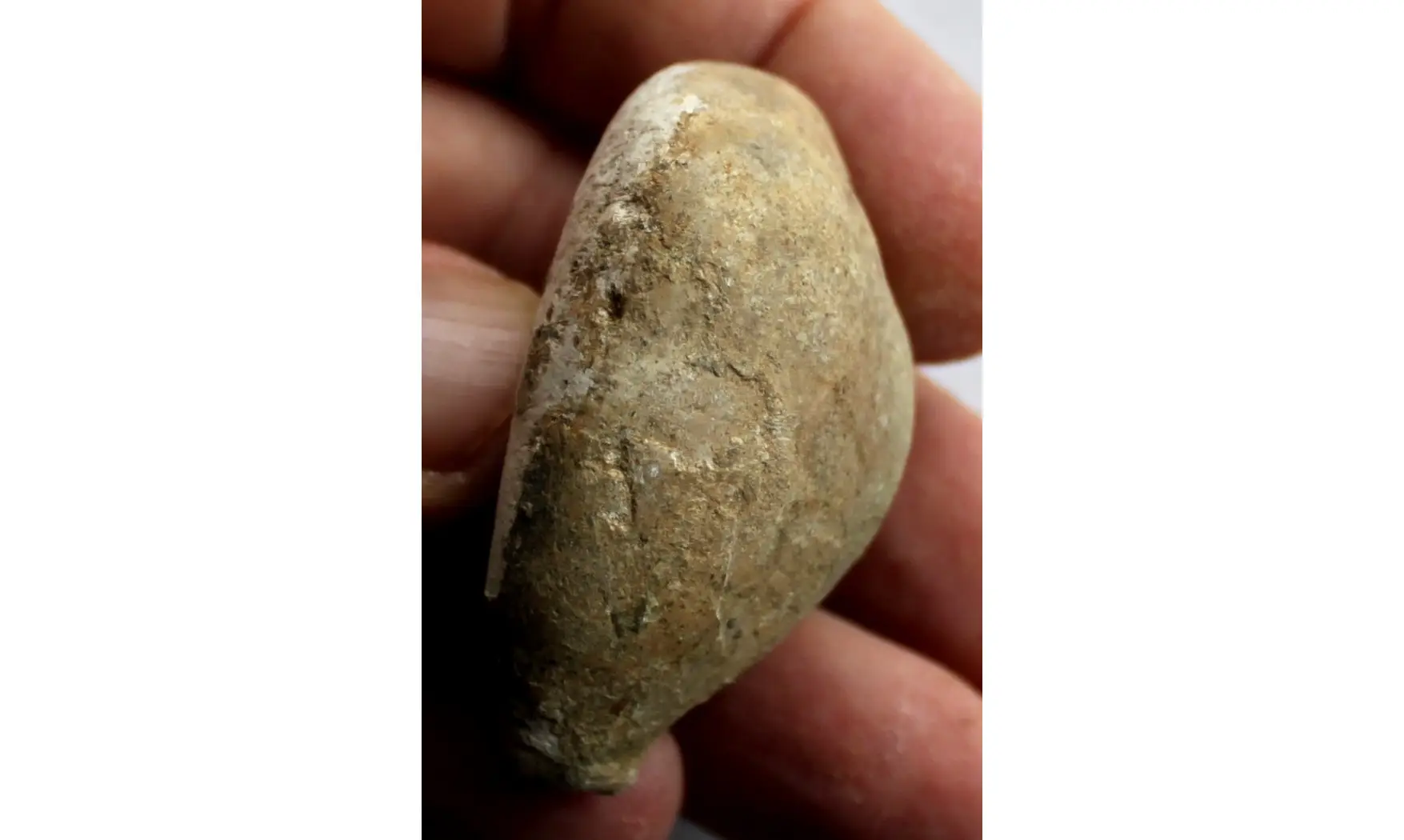 BARYCYPRAEA SUBTETRAGONNA