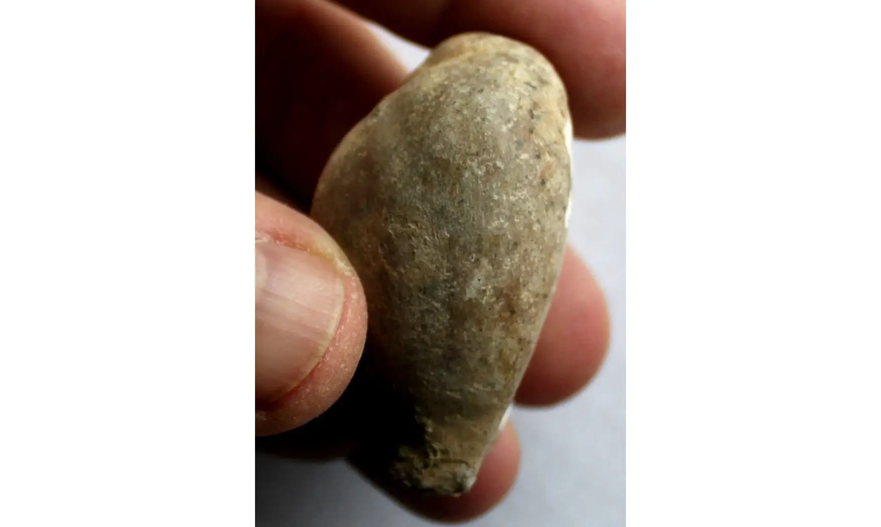 BARYCYPRAEA SUBTETRAGONNA