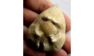 BARYCYPRAEA QUADRINODOSA