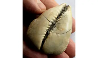 BARYCYPRAEA QUADRINODOSA