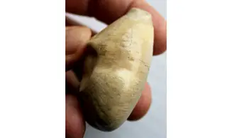 BARYCYPRAEA QUADRINODOSA
