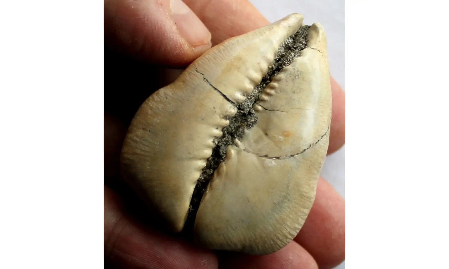 BARYCYPRAEA QUADRINODOSA
