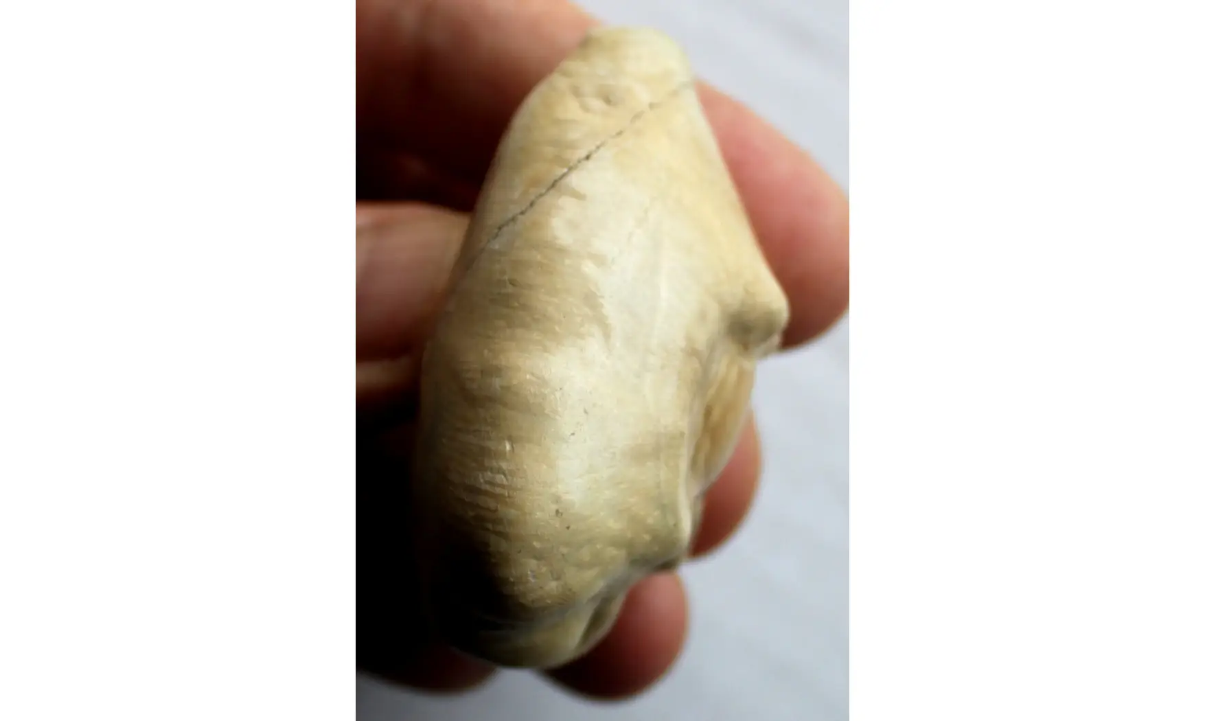 BARYCYPRAEA QUADRINODOSA