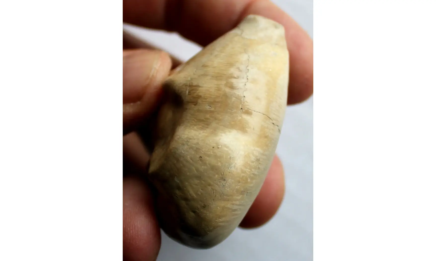 BARYCYPRAEA QUADRINODOSA