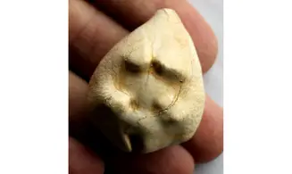 BARYCYPRAEA QUADRINODOSA
