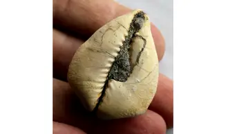 BARYCYPRAEA QUADRINODOSA