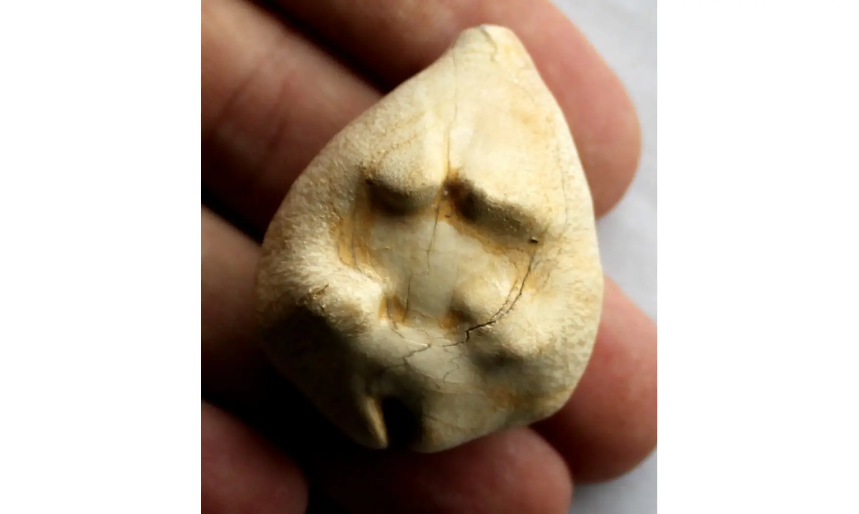 BARYCYPRAEA QUADRINODOSA