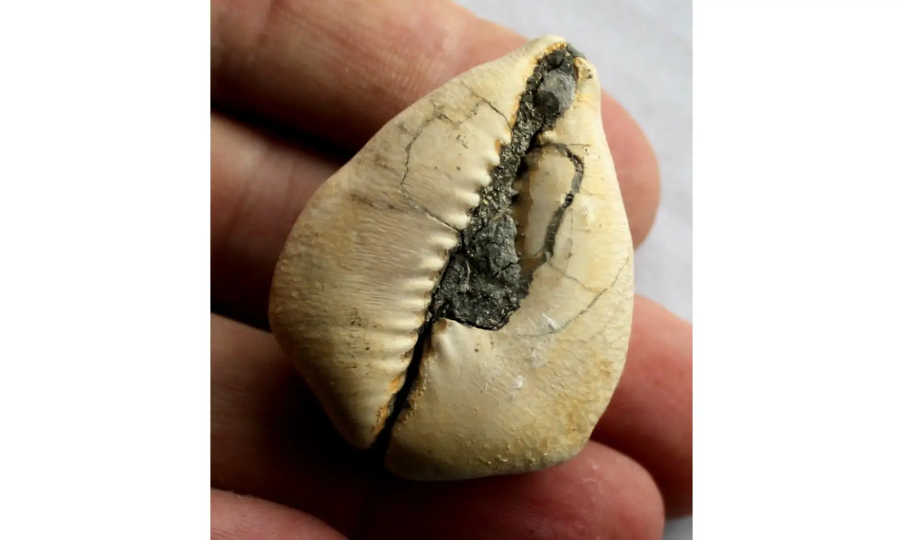 BARYCYPRAEA QUADRINODOSA