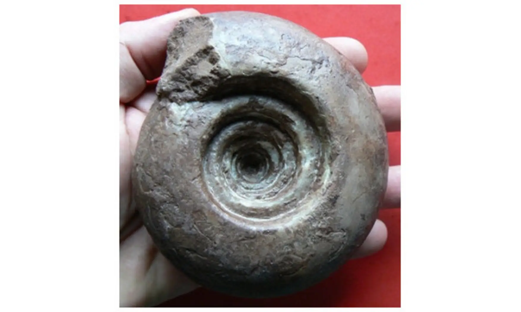 METALEGOCERAS SUNDAICUM ammonite
